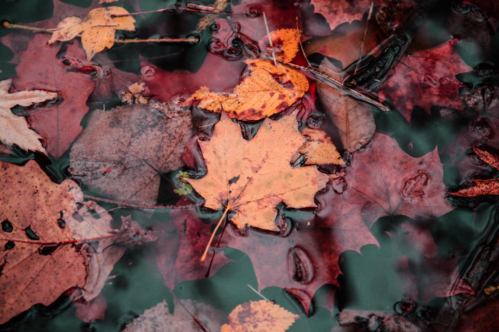Currently // November 2018: The Last Chance Has&nbsp;Passed