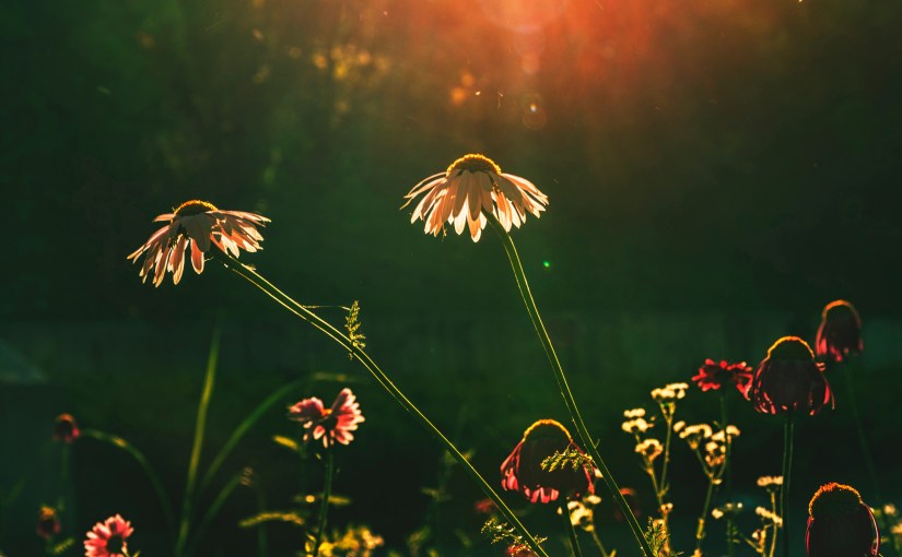 Currently // September 2019: All the Summer We Could&nbsp;Have