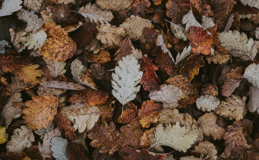 Currently // November 2019: A Month of Waiting for What Comes&nbsp;Next