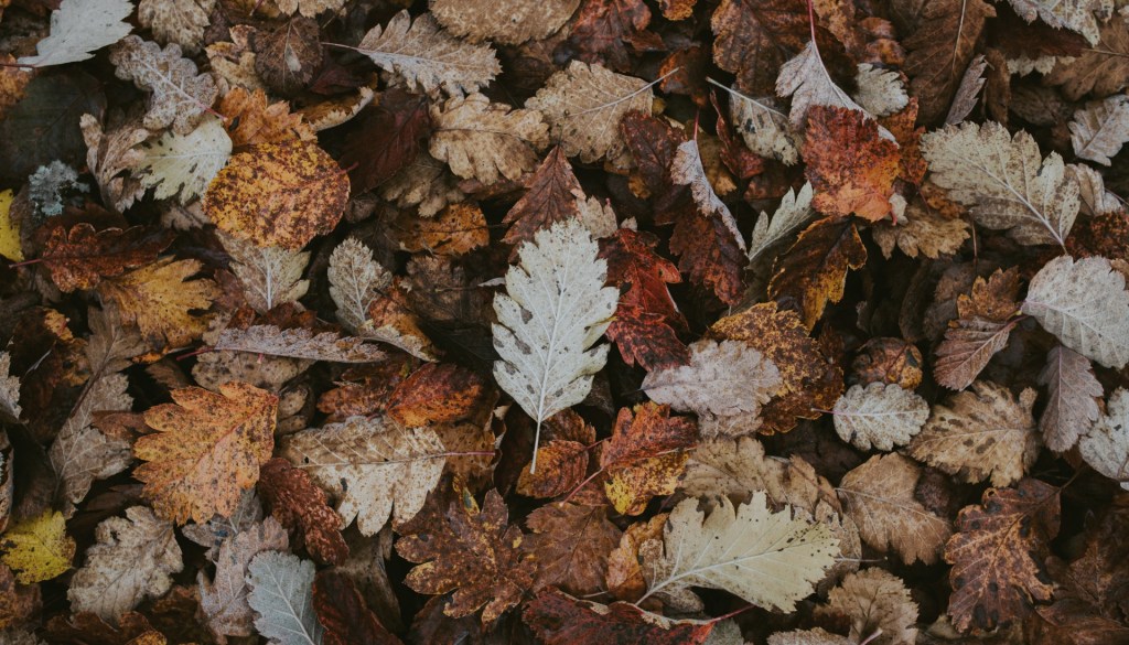 Currently // November 2019: A Month of Waiting for What Comes&nbsp;Next