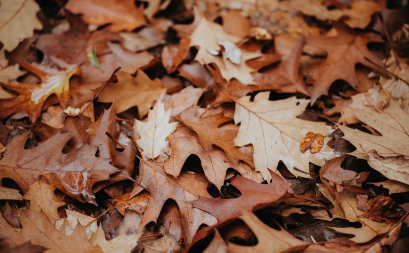 Currently // September 2020: Summer’s&nbsp;Ghost